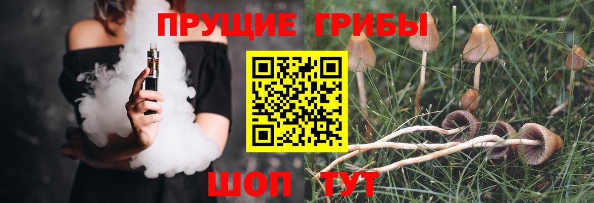 Галлюциногенные грибы Psilocybine cubensis Томск